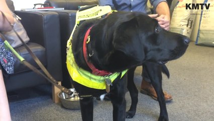 Maidstone Guide Dogs to mark 85 years of service