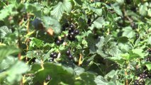 Ribena blackcurrants harvested in Kent