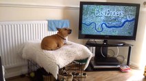 Dog howls along to EastEnders theme tune
