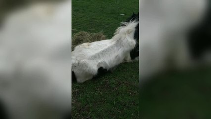 Emaciated horse found collapsed in field