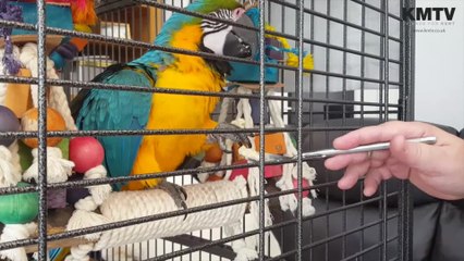 Sky the parrot reunited with her owner