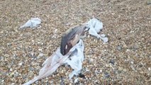 Rotting porpoise washes up on Kent beach