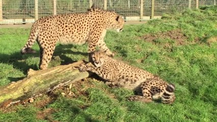 Lions and tigers want your aftershave