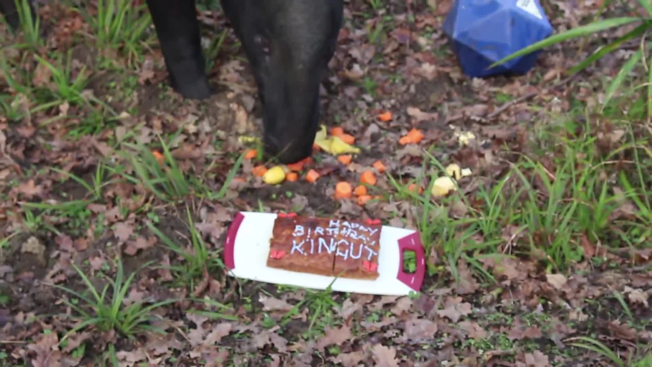 Europe's oldest Malayan tapir