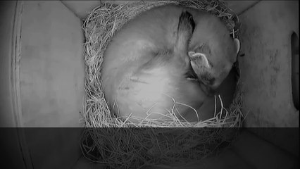 Baby pine martens born at the Wildwood Animal Park
