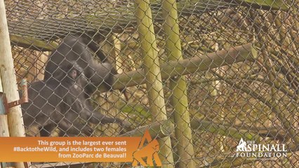 Javan langurs taken to new home in Indonesia