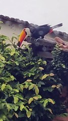 Toucan Searches Nest to Snatch Baby Bird