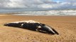 Dead whale washed up on beach