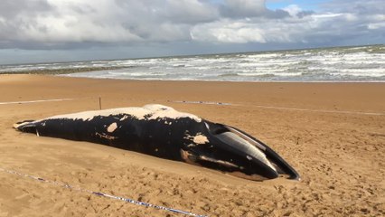 Dead whale washed up on beach