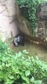 Gorilla zoo boy- did Harambe at Cincinnati Zoo deserve to die-.mp4