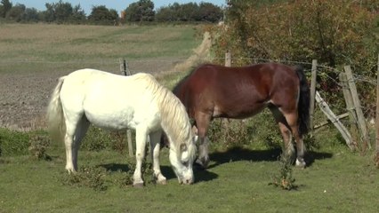 It's the blind leading the blind for two horses