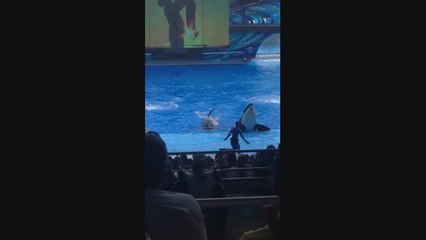 SeaWorld