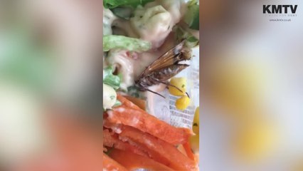 Man discovers live moth in Tesco salad