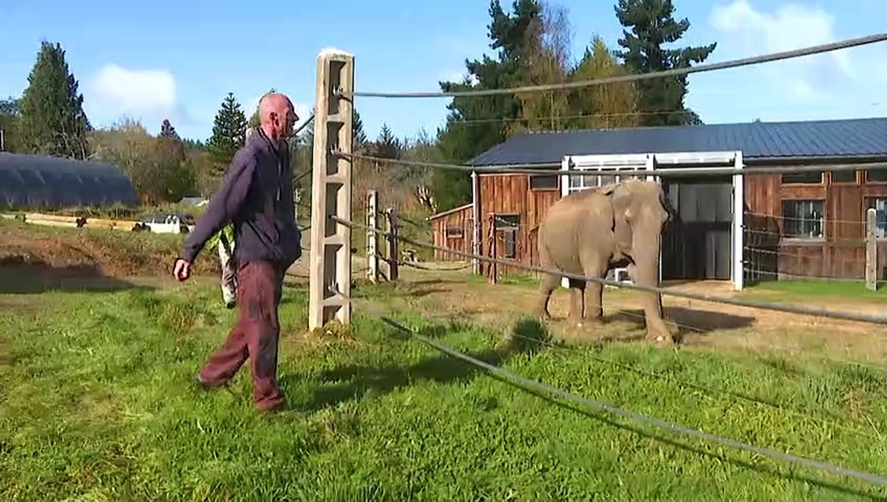En France, une "maison de retraite" pour les éléphants des cirques ou des zoos