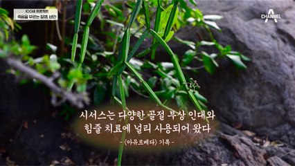 요요 완벽 차단! 건강한 다이어트를 도와줄 저탄고지 식단과 시서스 셰이크