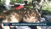 Balai Konservasi SDA Aceh Minta Kepolisian Usut Kasus Jerat Babi yang Bunuh Anak Gajah