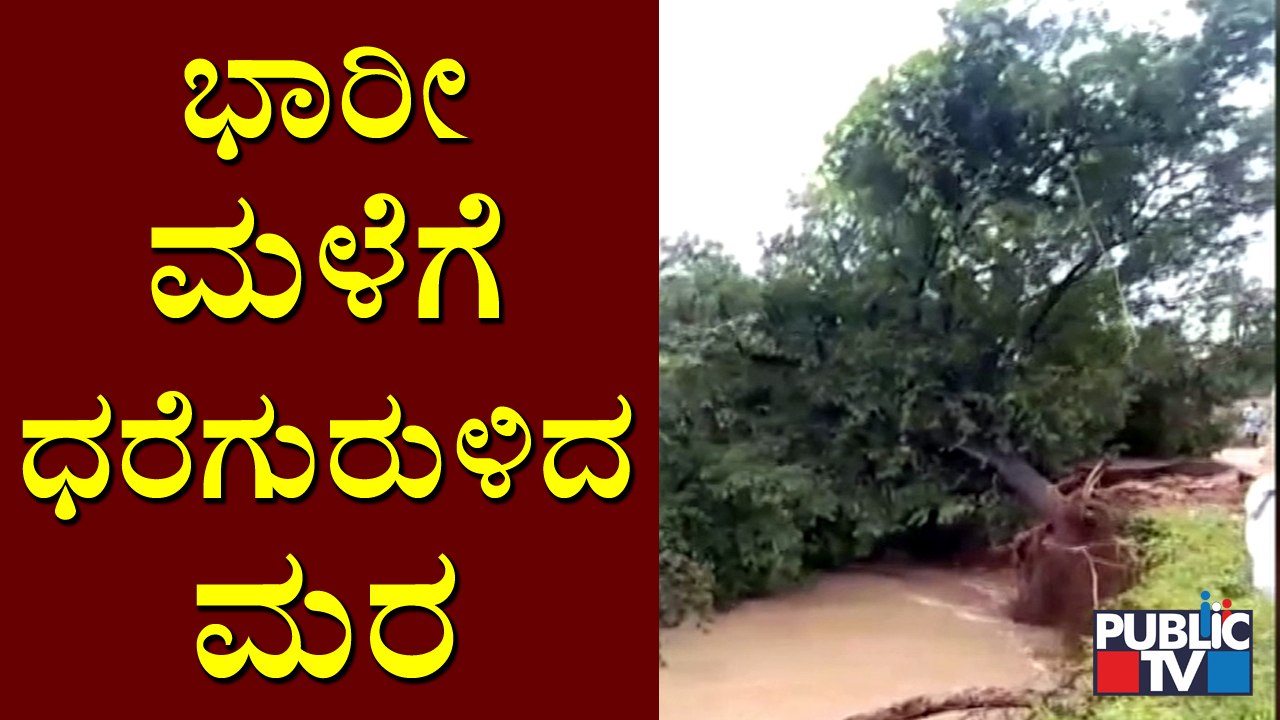 Huge Tree Uproots Due To Heavy Rain In Tumkur