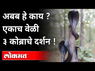 अबब हे काय? एकाच वेळी ३ कोब्राचे दर्शन Viral Video of 3 Cobra