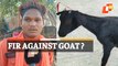 Goat 'Troubles' Odisha Man, Dragged To Police Station