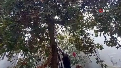 Kediyi kurtarayım derken ağaçtan düşürdüler