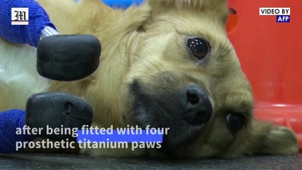 Russian rescue dog back on all fours with titanium paws