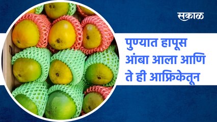 Hapus mangoes from Africa | पुण्यात हापूस आंबा आला आणि ते ही आफ्रिकेतून | sakal