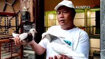 Rampok, sang Burung Merpati Seharga Rp2 Miliar, Dikenal sebagai Raja Juara