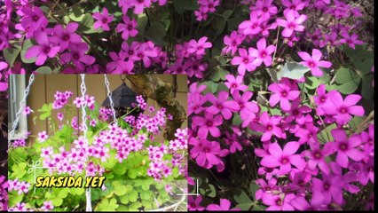 Süs Yoncası Çiçeği Nasıl Yetiştirilir Bakımı