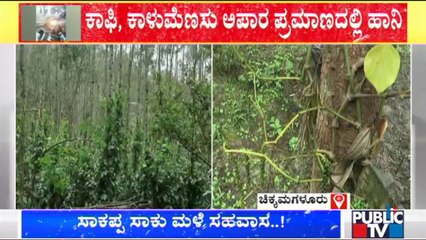 Chikkamagalur: Coffee & Pepper Crops Destroyed Due To Heavy Rain