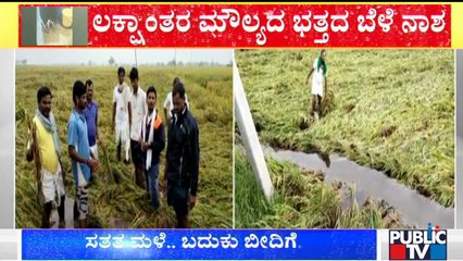 Raichur: 5 Acres Of Paddy Crop Destroyed Due To Heavy Rain