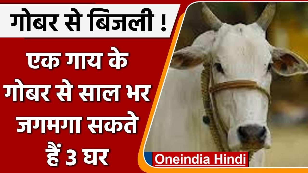 Cow के गोबर से अब बनेगी बिजली, 1 गाय के गोबर से साल भर 3 घरों को मिलेगी रोशनी | वनइंडिया हिंदी