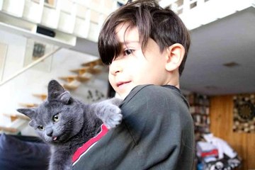 Sosyal medya fenomeni dört kulaklı kedi "Midas"ın başı sahte hesaplarla dertte