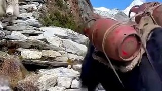 Himalayan Life
