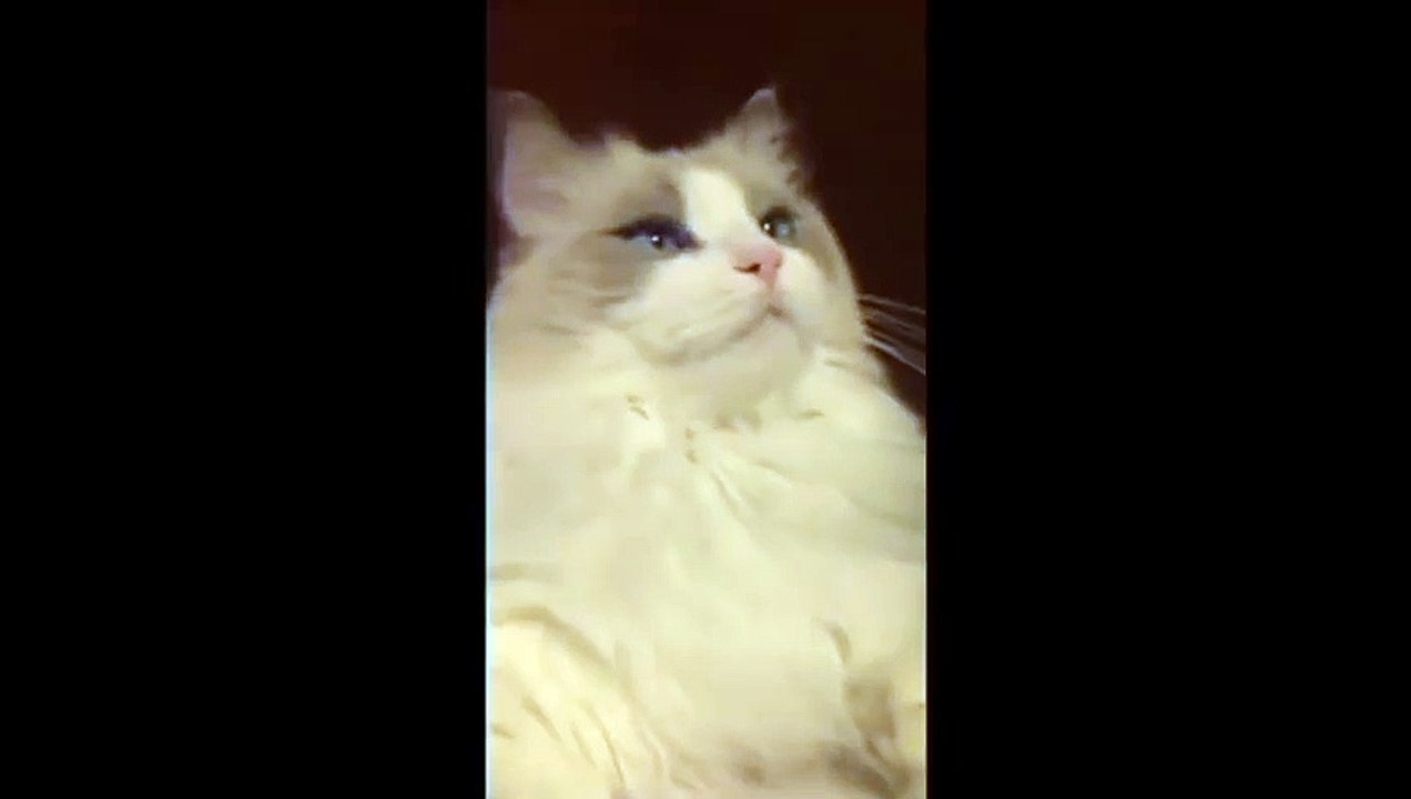 Cat + Tooth Brush = Mind Blown!
