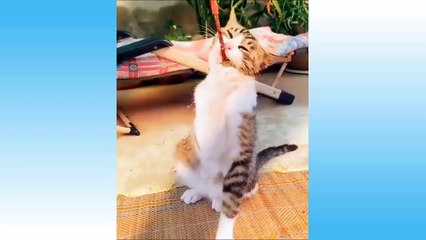 Funniest Pets Don'T Try To Hold Back Laughter