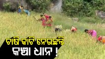 Odisha's Balasore Locals Losing Sleep Due To Elephant Menace