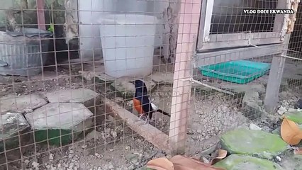 MURAI BATU GACOR - SUARA ASLI HUTAN LEUSER