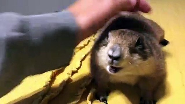 Gaitlyn Rae & Trudy. must wait till the endJust 2 sisters being raised together! #gaitlynrae Trudy #prairiedog #capuchin #sisters #sharing
