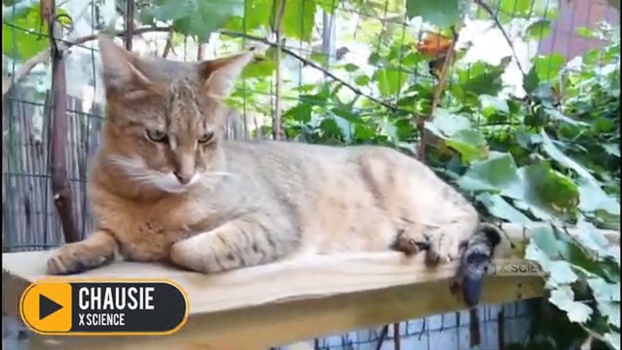 7 Jenis Kucing Hasil Persilangan Kucing Hutan dan Domestik - Cat Lovers