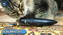 Cat Lovers - 5 Makanan yang tidak Boleh Dimakan Kucing Peliharaan