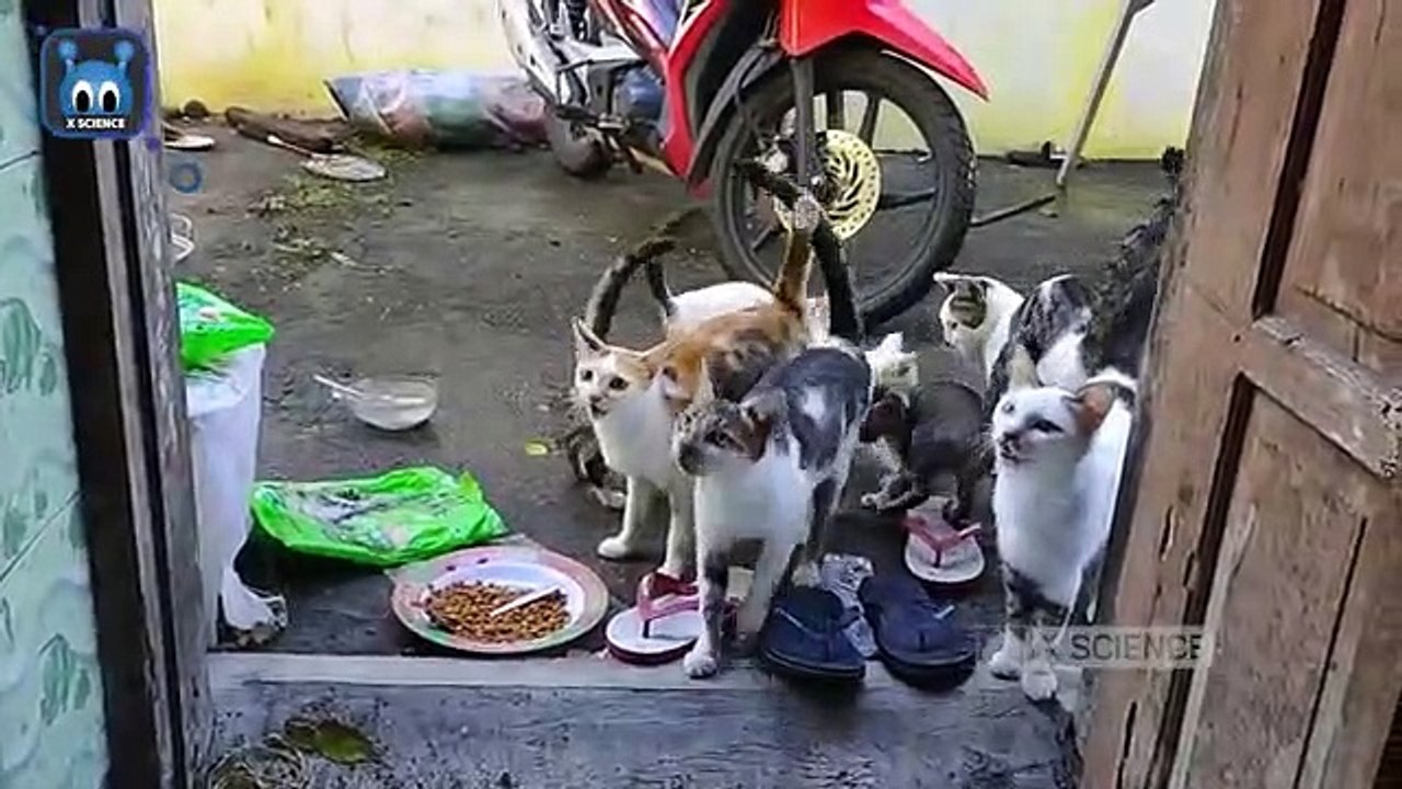 Cat Lovers - Jenis Kucing Kampung Terpopuler di Dunia