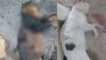 Gaziantep'te faili meçhul kedi cinayetleri