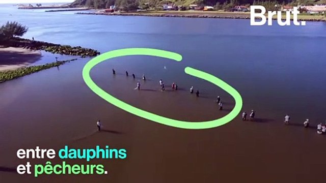 Brésil : quand dauphins et pêcheurs travaillent ensemble