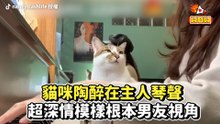 貓咪陶醉在主人琴聲 超深情模樣根本男友視角｜Cute Cat Enjoys Owner's Piano playing