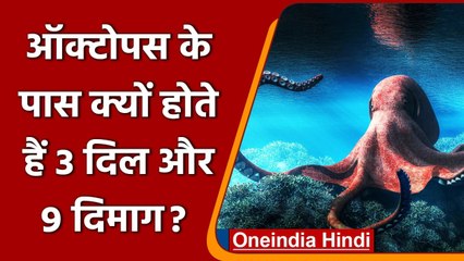 KBC 13: Octopus के पास क्यों होते हैं 3 दिल और 9 दिमाग?, जानें सवाल का सही जवाब | वनइंडिया हिंदी