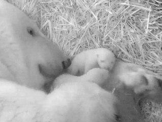 Flauschiges Doppelpack: Rostocker Zoo freut sich über Eisbär-Zwillinge