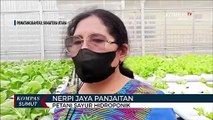 Guru di Pematangsiantar Ini Sukses Bertanam Sayur dengan Metode Hidroponik