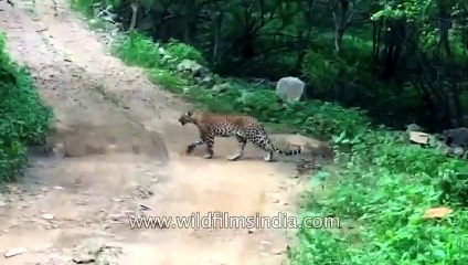 Leopard Vs Dog _ scaredy-cat leopard loses!