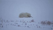 El cambio climático, una amenaza para los osos polares