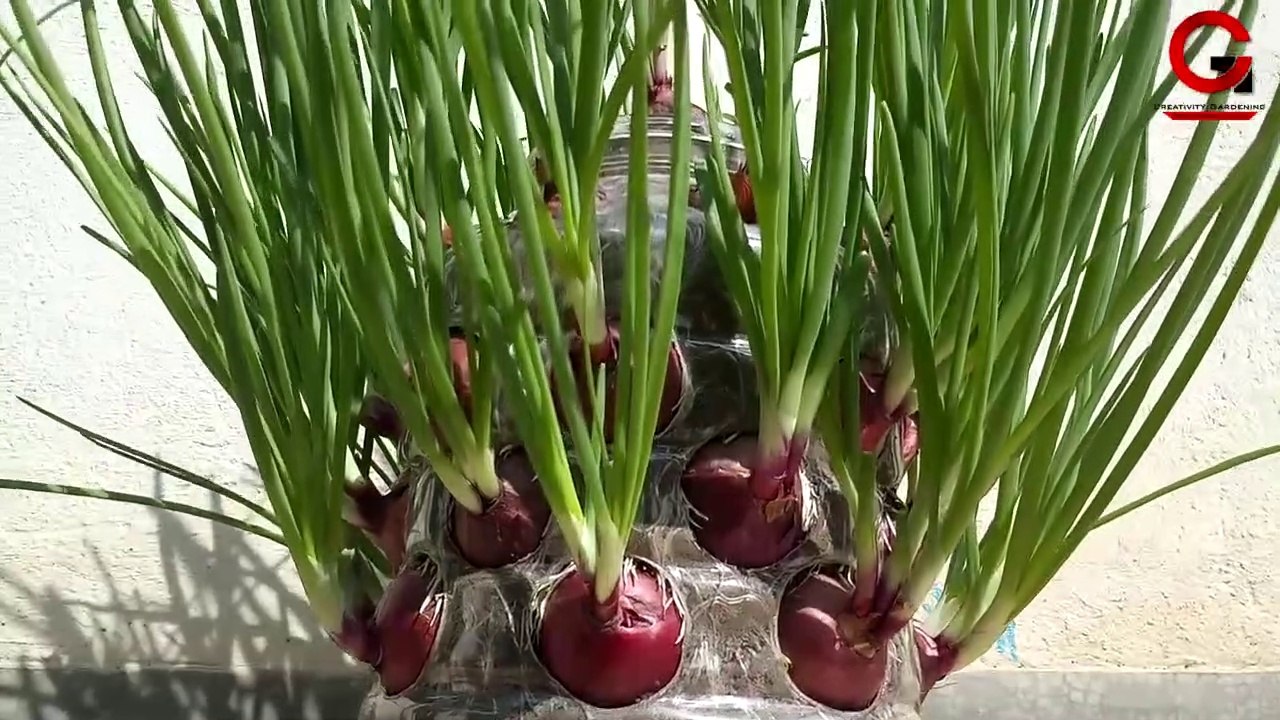 Fast Method For Grow Onions In Plastic Jar